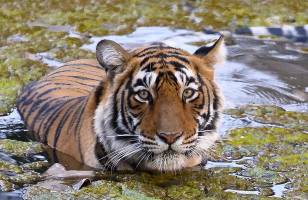 Jaipur to Ranthambore Same Day Tiger Safari