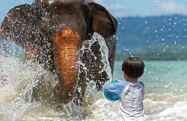 Krabi Immersive Elephant Sanctuary Experience