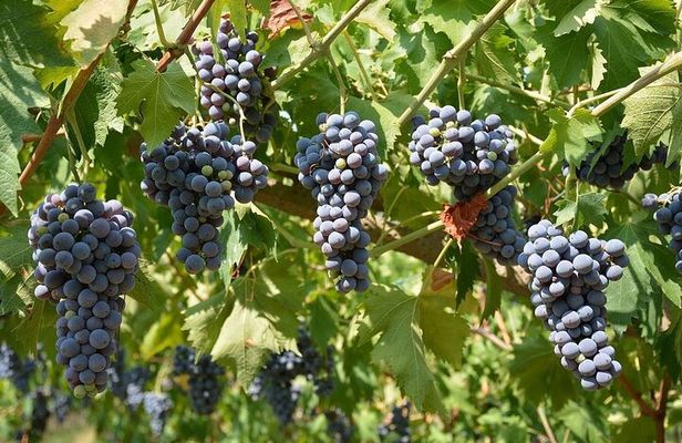 Verona and Amarone