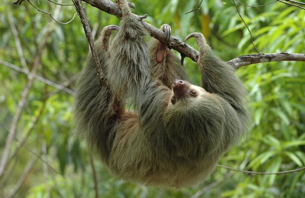 Manuel Antonio National Park Guided Tour from Jaco and Los Suenos