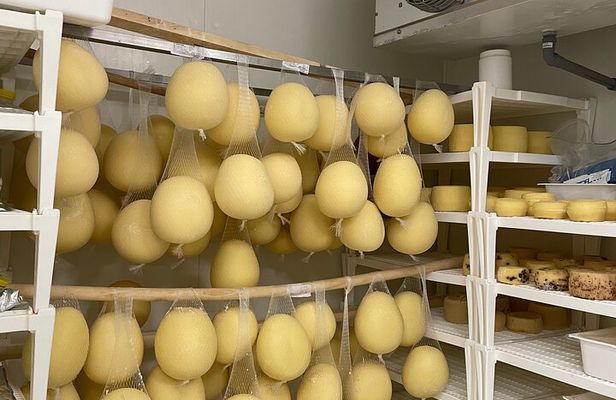 Pisa Exclusive Cheese Making & tasting experience