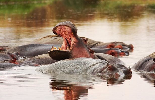 Mikumi National Park Day Trip by Train From Dar Es Salaam