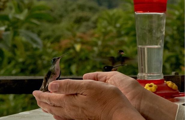 Middle of the World, Hummingbirds with Coffee Experience