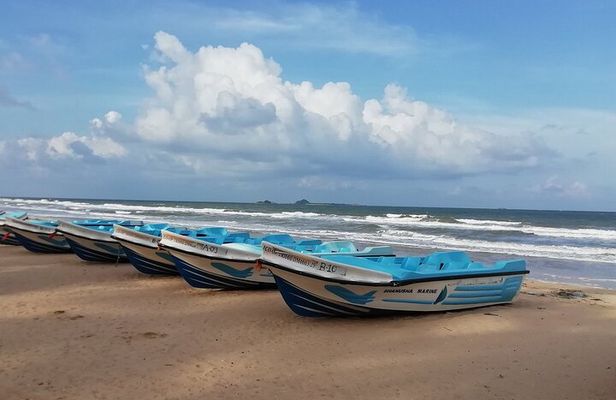 Whale, Dolphins Watching Adventure in Nilaveli