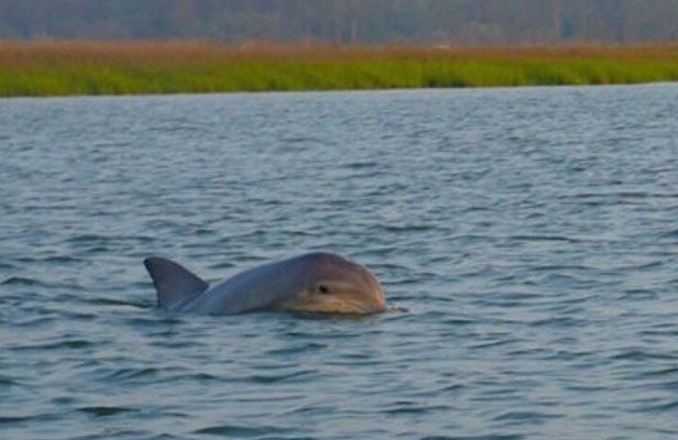 Hilton Head Dolphin Tour with Stop at Disappearing Island