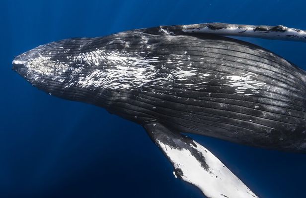 Whale Watching in Kona Hawaii
