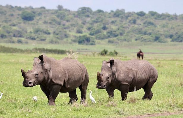 Akagera National Park Guided Day Pass