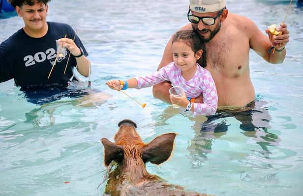 Swimming Pigs Of Rose Island Water Taxi & Turtle Viewing Nassau