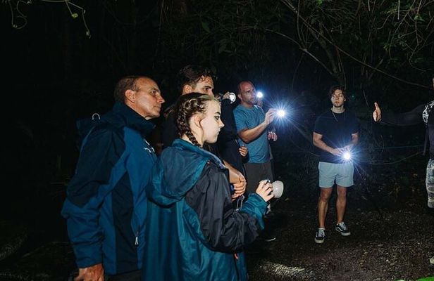 Night Walk Nosara Activity