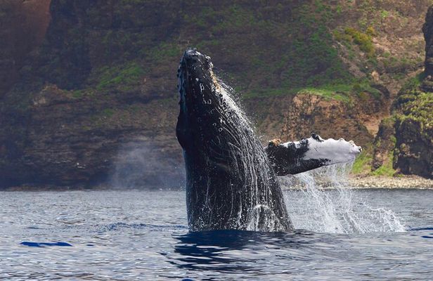 Private Whale Watch and Snorkel off Kaua'i