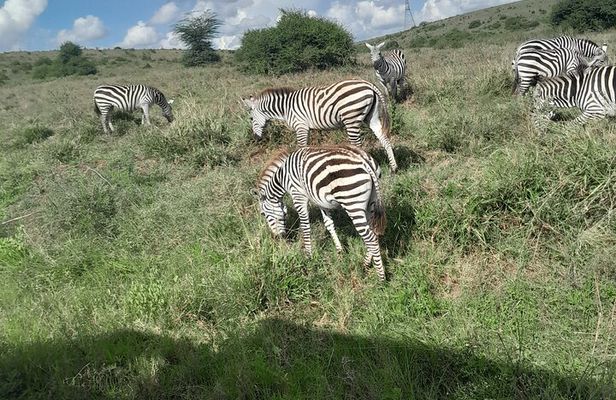 Nairobi National Park Half Day with Pickup