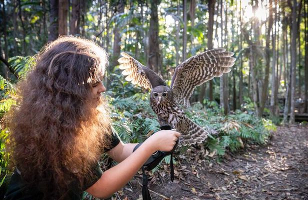Buderim Forest Flight Owl Encounter and Tour
