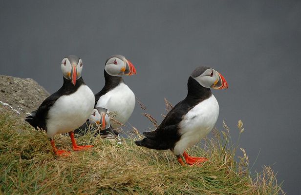 Puffin and Wildlife Boat Tour