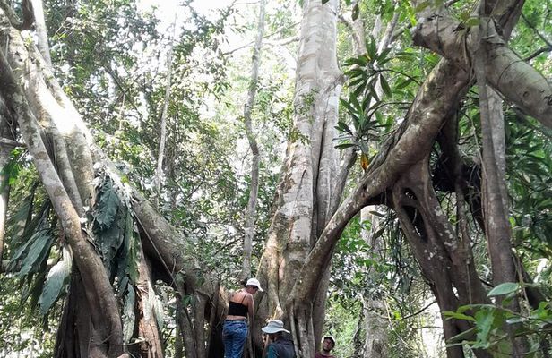 3/Days 2 Nights Amazon Rainforest Wildlife 270 usd