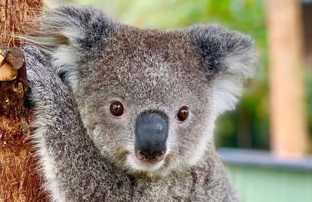 Australian Animals with Big BBQ Lunch Experience