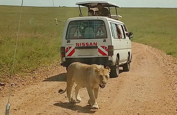 3 Days Maasai Mara Safari