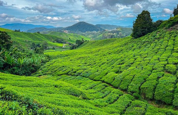 Cameron Highlands Day Tour