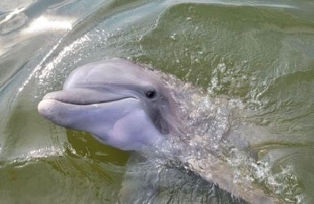 Dolphins & Daufuskie Island Stop Tour (Small Group)