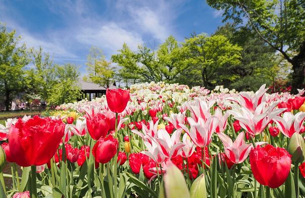Kanazawa Tonami Tulips and UNESCO Gokayama