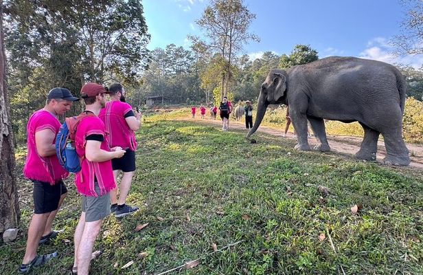 Chiang Mai Elephant Watch and Wang River Rafting