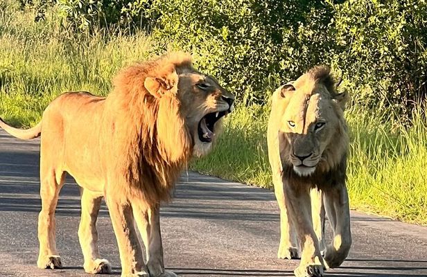 Kruger National Park Full Day Safari