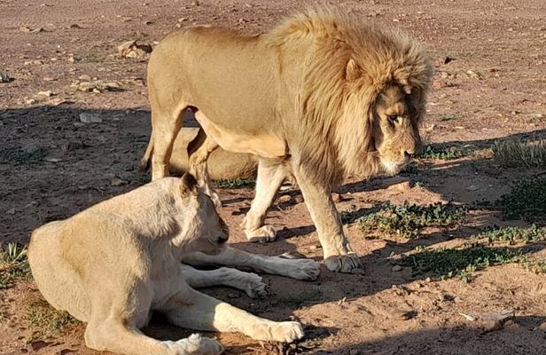  Aquila game reserve Sunset Safari ticket with transport 