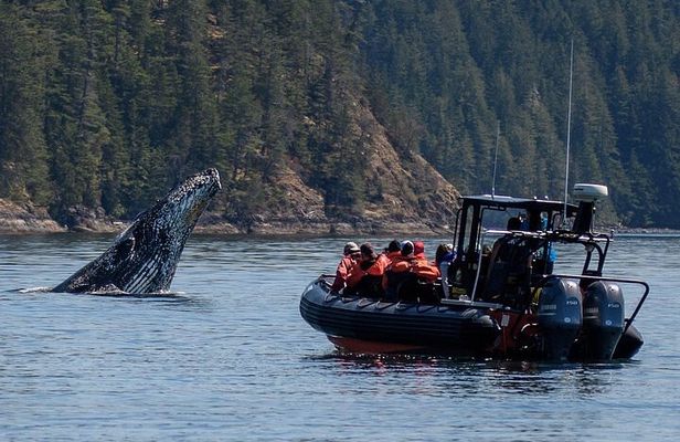 4 Hour Whale and Wildlife tour