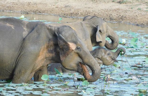 YALA SAFARI TOUR with Galle/Mirissa/Tangalle/Ella Transfers