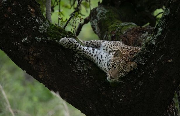 2 Days 1 Night Akagera Wildlife Safari and Kigali City Tour