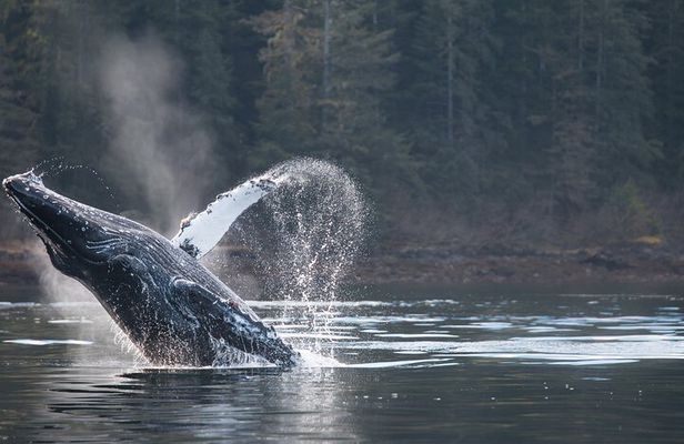 2 Hour Private Marine Wildlife Tour