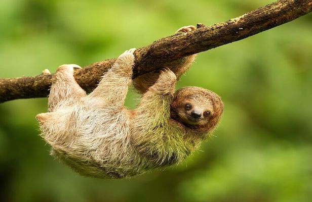 Roatan Explore and Relax Tour