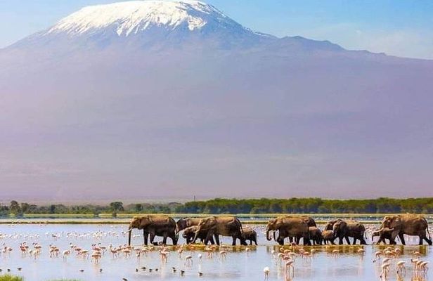 1 Day Amboseli Elephant Encounter Safari