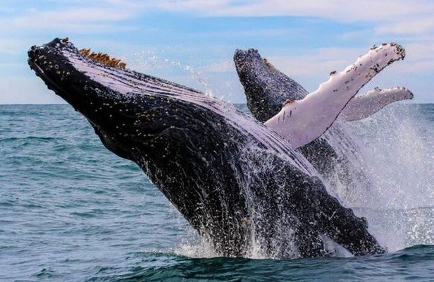 Full Day Bacardi Whale Watching - End Season March 30th