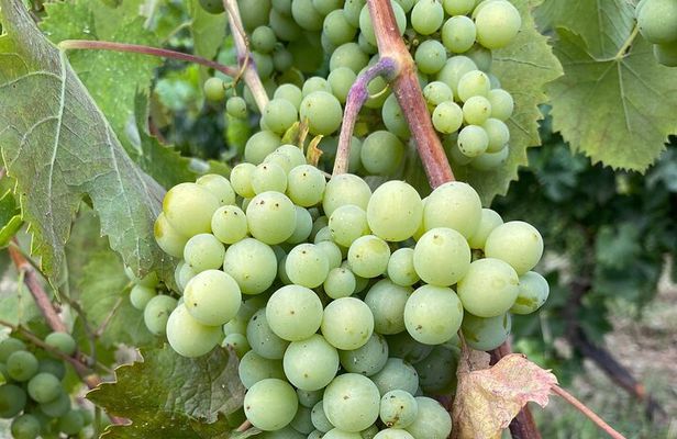 Etna and Wines Private Tour 