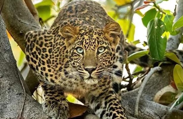 Multi Day Masai Mara Safari Adventure
