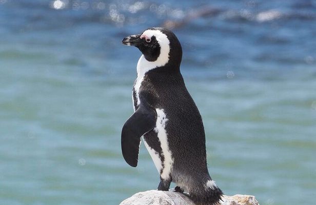 Best Of The Cape 8 Hour Private Tour