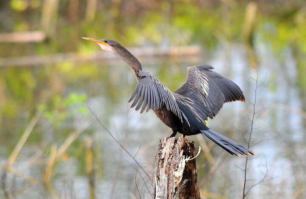 Birdwatching on Boat through Gatun Lake Private tour