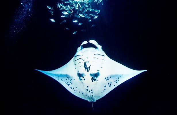 Manta Ray Night Snorkel and Dive