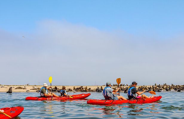 Mola Mola Kayaking Experience