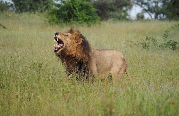 Kruger National Park Day Trip with Breakfast from Hoedspruit