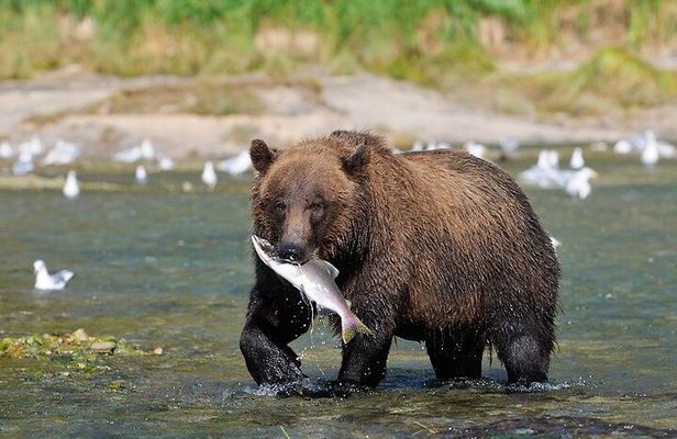 Haines Wildlife Safari