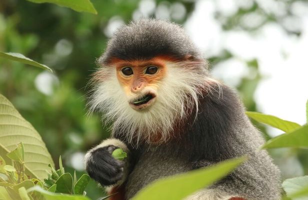 Red-shanked Douc - Private Motorbike Tour