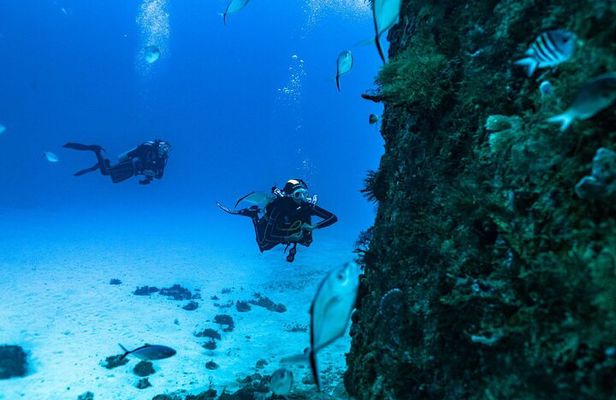 Diving Certification Playa del Carmen Dive Machine