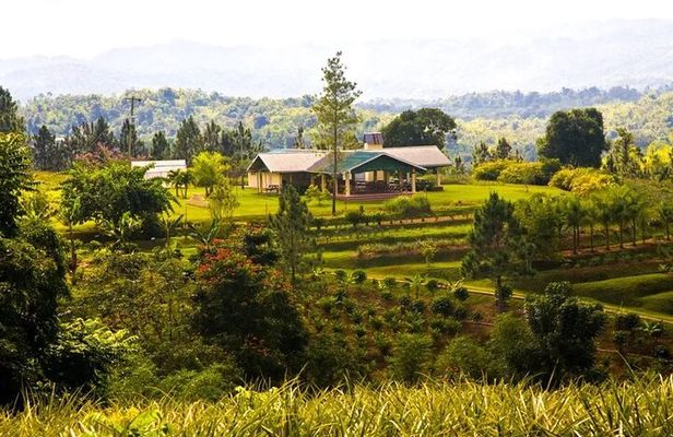 Croydon In The Mountains - Exotic Fruits & Flowers