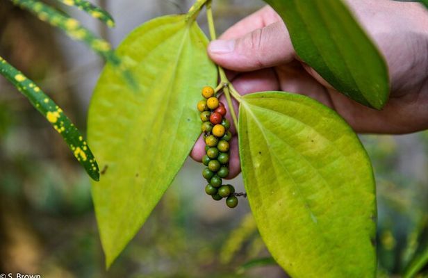 Half-Day Eco Punting and Village Backwater Cruise from Cochin