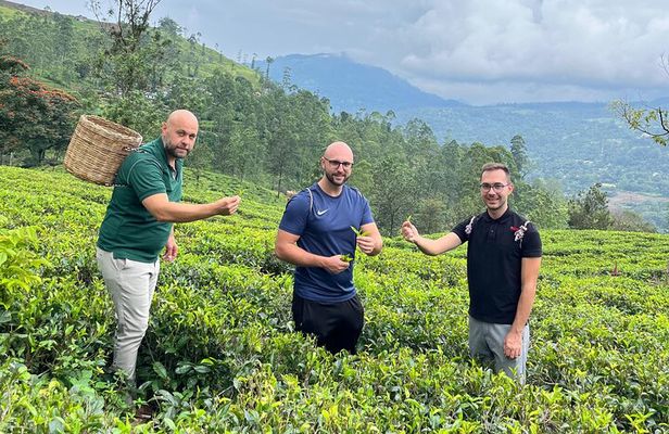 Nuwara Eliya Tea factory and waterfall tour