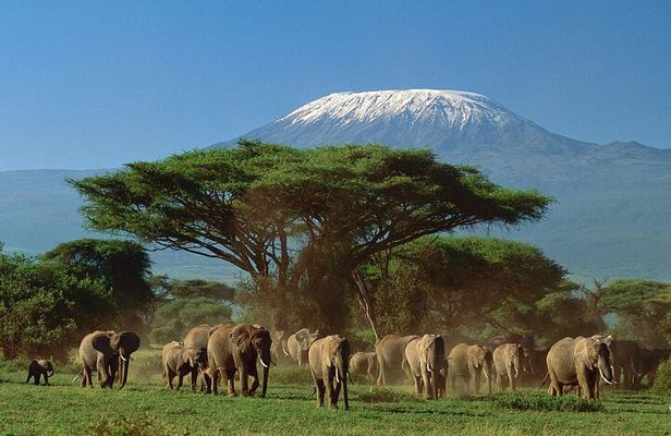 5 days Luxury Safari; Tsavo East, West, and Amboseli from Nairobi