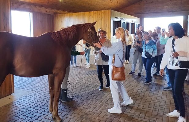 Half-Day Thoroughbred Horse Farm Tour in Kentucky