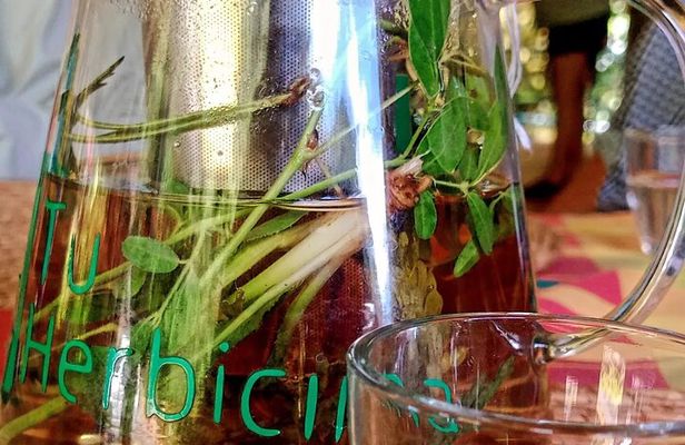 Wild and Medicinal Dominica Private Tour
