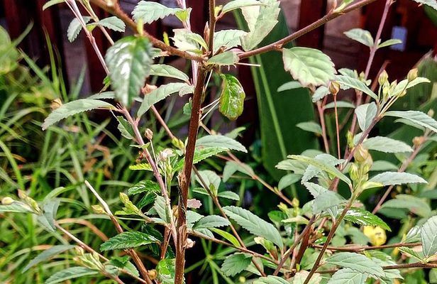 Wild and Medicinal Dominica Private Tour